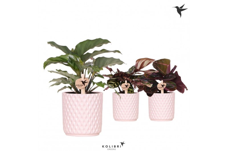 Calathea mix Kolibri Greens Calathea mix in Diamond pot nude1 pp 
