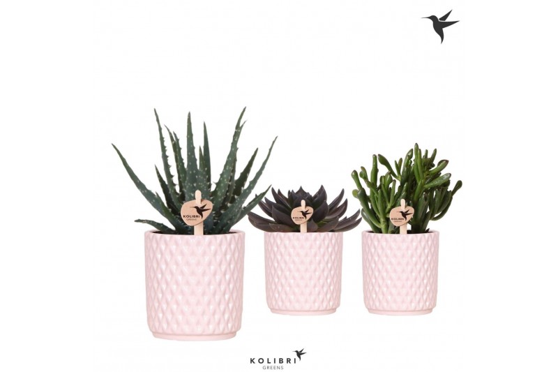 Succulenten mix Kolibri Greens Succulenten mix in Diamond pot nude1 pp 