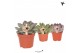 Echeveria Kolibri Greens Succulenten Echeveria mix1 pp 