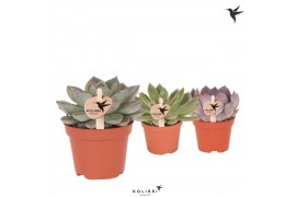 Echeveria Kolibri Greens Succulenten Echeveria mix1 pp