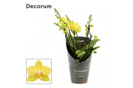 Phalaenopsis multiflora anthura albenga Phalaenopsis dazzling Albenga 