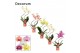 Phalaenopsis mix Phalaenopsis hurricane mix (Decorum)14 bl. 2 tak/plnt 