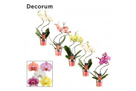Phalaenopsis mix Phalaenopsis hurricane mix (Decorum)14 bl. 2 tak/plnt