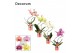Phalaenopsis mix Phalaenopsis hurricane mix (Decorum)14 bl. 2 tak/plnt 