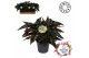 Begonia maculata Maculata Black Forest MUST HAVE5 pp 