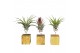 Tillandsia arrangement tillandsia houtblok small1 pp 