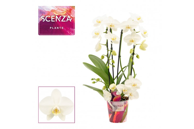 Phalaenopsis wit Phalaenopsis twirl wit (Scenza)18 bl. 3 tak/plnt 