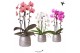 Phalaenopsis elegant cascade Kolibri Orchids Niagara fall 2spike Groov 