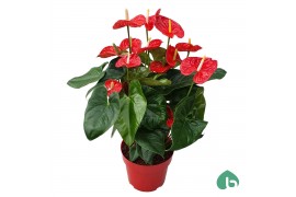 Anthurium andr. madural Anthurium Red Big Flowers Madural8 bl.