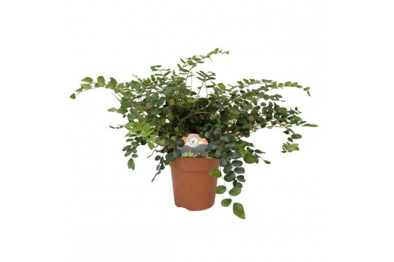 Pellaea rotundifolia Pellaea rotundifolia15 cm diameter 