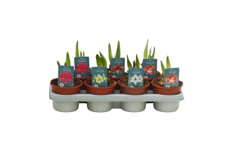 Hippeastrum Hippeastrum Exclusieve mix2 tak/plnt 