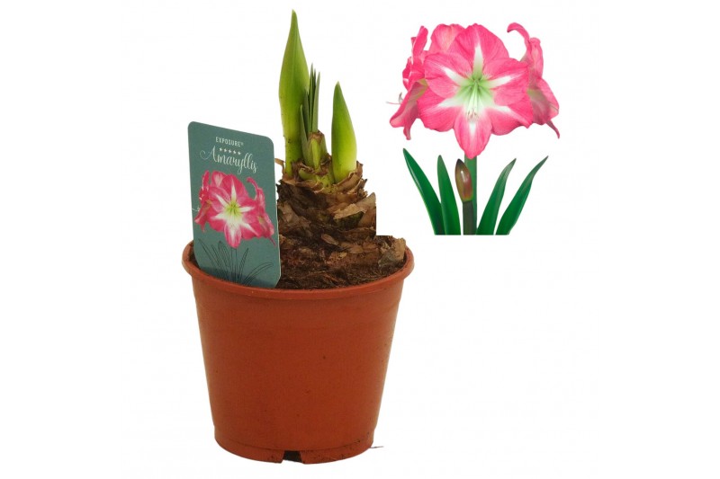 Hippeastrum Hippeastrum Exposure regular assortiment2 tak/plnt 