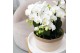 Phalaenopsis Kolibri Orchids Phalaenopsis Jungle Bouquet white 6 spike 