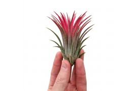 Tillandsia Tillandsia ionantha rood large1 bl.