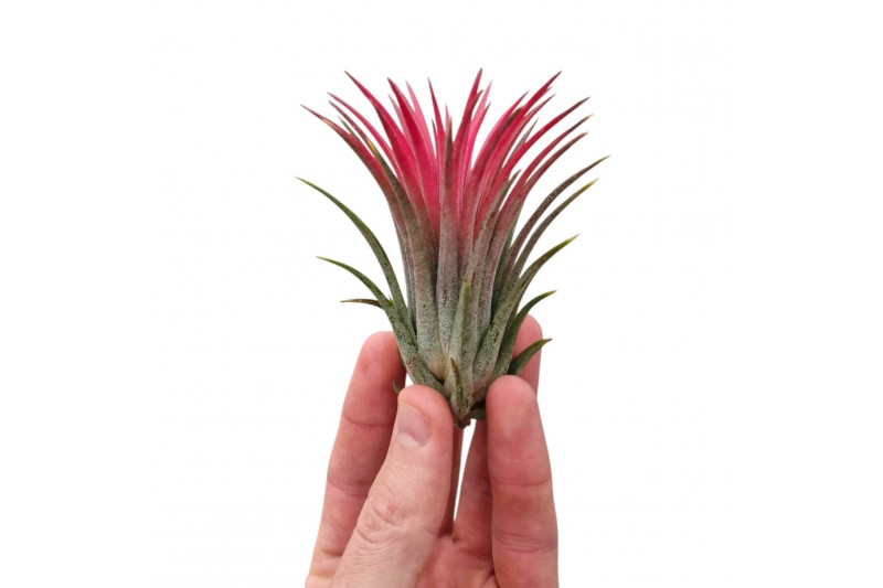 Tillandsia Tillandsia ionantha rood large1 bl. 