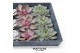 Arrangementen succulenten ROOTLESS Echeveria 9x, 7-10 cm presentatie d 