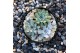 Arrangementen succulenten ROOTLESS Echeveria garden, Panda bowl3 pp 