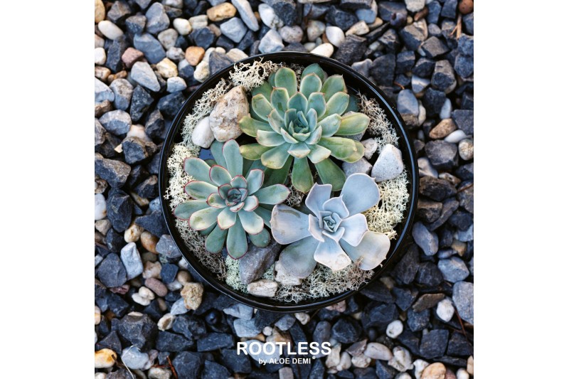 Arrangementen succulenten ROOTLESS Echeveria garden, Panda bowl3 pp 