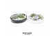 Arrangementen succulenten ROOTLESS Echeveria garden, Panda bowl3 pp 