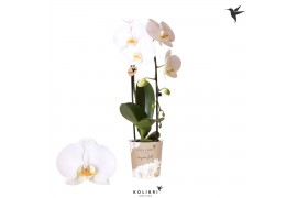 Phalaenopsis elegant cascade Kolibri Orchids Cascade Niagara Fall whit