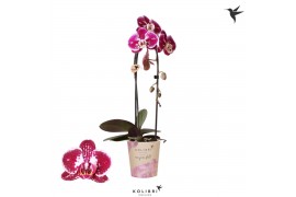 Phalaenopsis elegant cascade Kolibri Orchids Cascade Niagara Fall spot