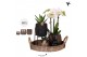 Arrangementen kamerplanten Kolibri Gift Set Urban copperpp 24 bl. 3 ta 