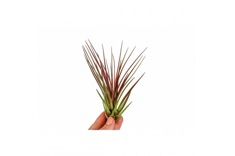 Tillandsia tillandsia Melanocrater rood1 bl. 
