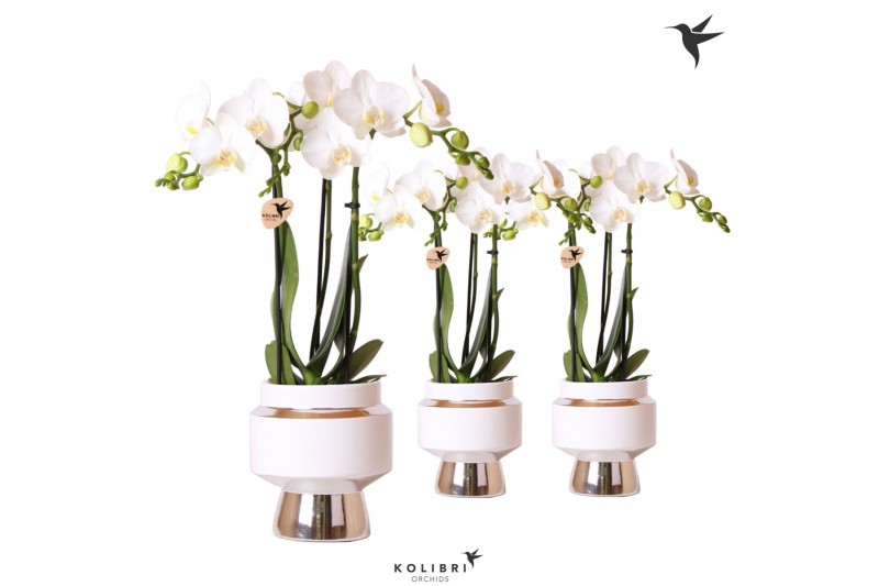 Phalaenopsis multiflora wit Kolibri Orchids Phalaenopsis white 3 spike 