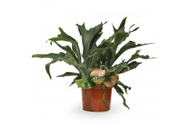 Platycerium bifurcatum Platycerium bifurcatum1 pp