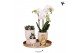Arrangementen kamerplanten Kolibri Gift Set Le Chic travertinepp 3 tak 