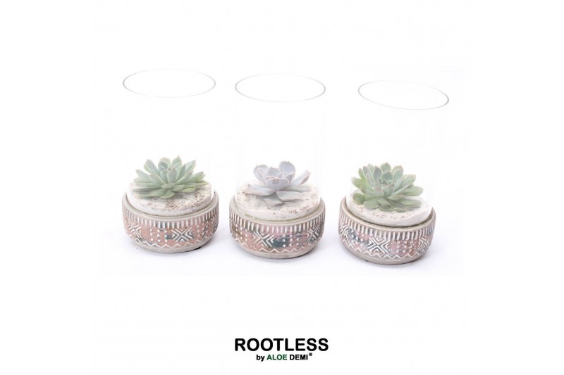 Arrangementen succulenten ROOTLESS Echeveria mix, Deer pot and glass s 