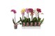 Phalaenopsis mix Phalaenopsis 5 color mix, 1-spike 6+6 bl. 1 tak/plnt 