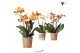 Phalaenopsis mix Kolibri Orchids Phalaenopsis Jewel mix 3spike24 bl. 3 