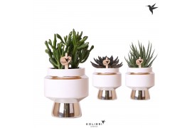 Succulenten mix Kolibri Greens Succulenten mix in Le Chic pot silver1 