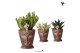 Succulenten mix Kolibri Greens Succulenten mix in Totem Mask pot1 pp 