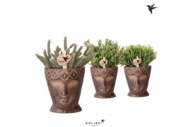Rhipsalis mix Kolibri Greens Rhipsalis mix in Totem Mask pot1 pp