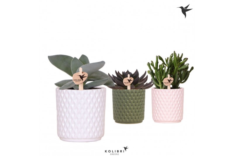 Succulenten mix Kolibri Greens Succulenten mix in Diamond pot mix1 pp 