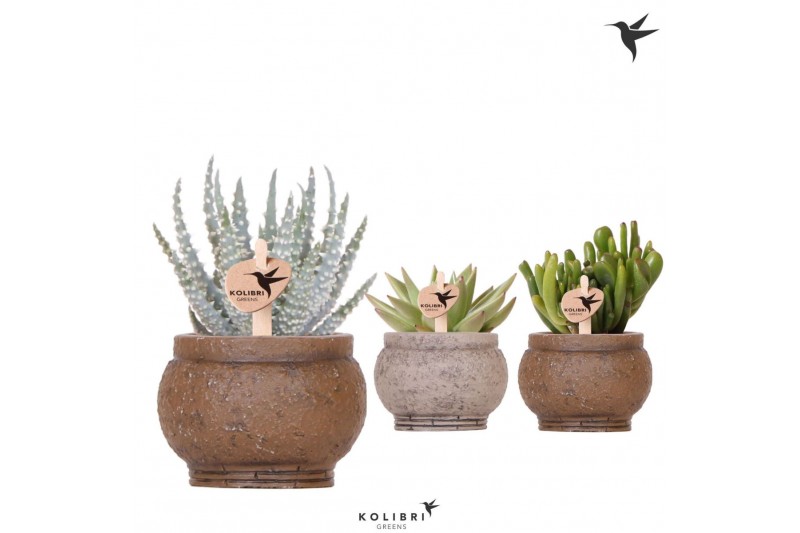 Succulenten mix Kolibri Greens Succulenten mix in Ancient pot brown mi 