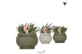 Rhipsalis mix Kolibri Greens Rhipsalis mix in Anccient pot green1 pp