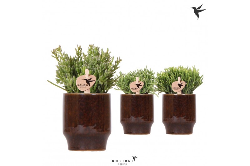 Rhipsalis mix Kolibri Greens Rhipsalis mix in Classy pot brown1 pp 