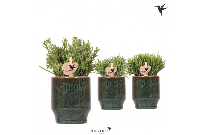 Rhipsalis mix Kolibri Greens Rhipsalis mix in Classy pot green1 pp 