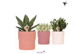 Succulenten mix Kolibri Greens Succulent mix in Rustic pot terracotta 