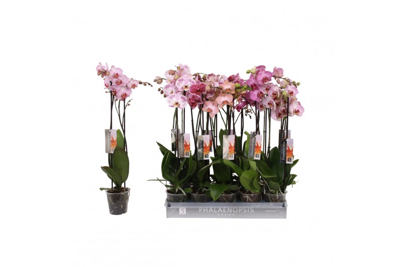 Phalaenopsis mix Phalaenopsis Specialty mix, 2-spike 18+18 bl. 2 tak/p 