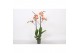 Phalaenopsis caribbean dream Phalaenopsis Caribbean Dream, 2-spike 18+ 