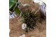 Rhipsalis mix Kolibri Greens Rhipsalis mix in Bubble pot black1 pp 