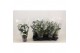 Stephanotis floribunda Stephanotis boog 1-2 tros p1212 per plant 