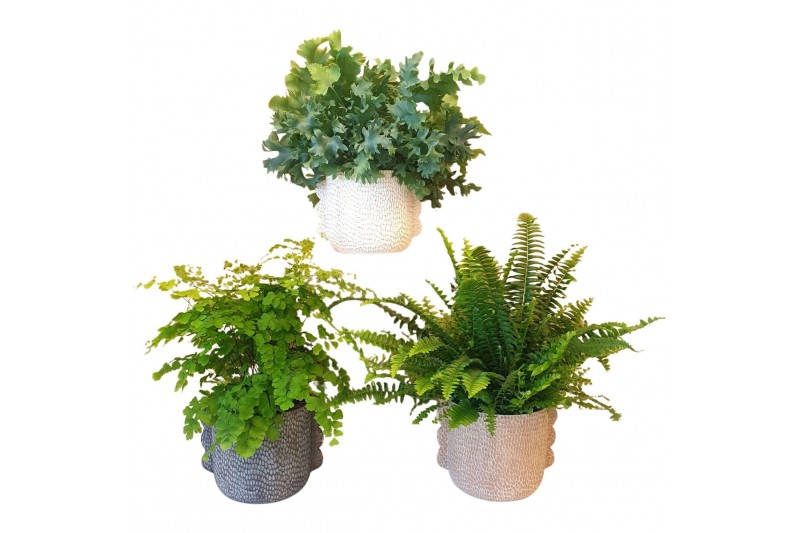 Varens mix Varen mix in pot Ears35 cm diameter 