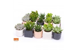 Succulenten mix Succulent mix in Davos 7