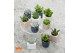 Succulenten mix Succulent mix in Davos 7 