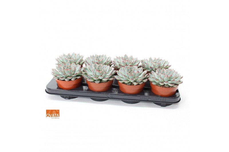 Echeveria pulidonis sky pearl Echeveria sky pearl 12 